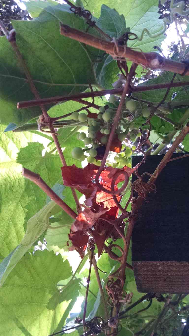 2014-07-10 11.00.31_lr