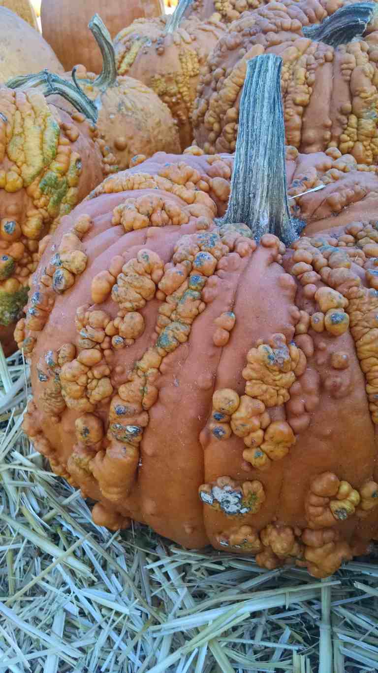 10_2014-10-09 11.02.48_lr