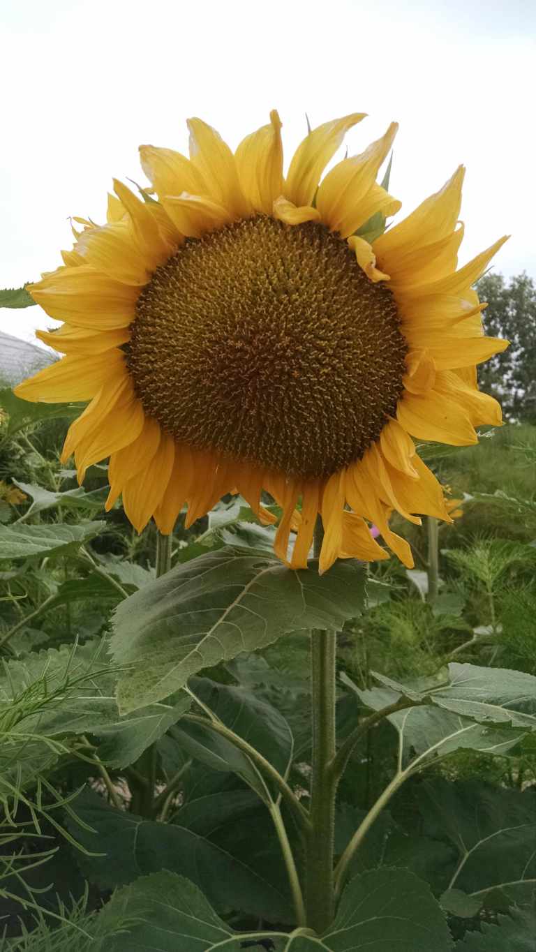 11_2015-06-04 12.18.50_lr