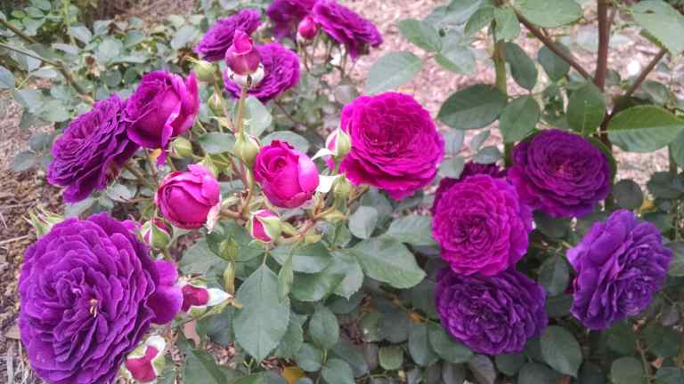 14_2015-06-04 14.43.21_lr