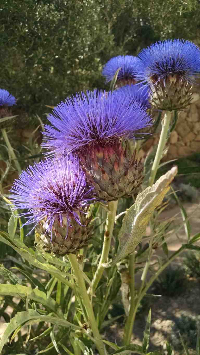 06_2015-07-10 16.43.47_lr