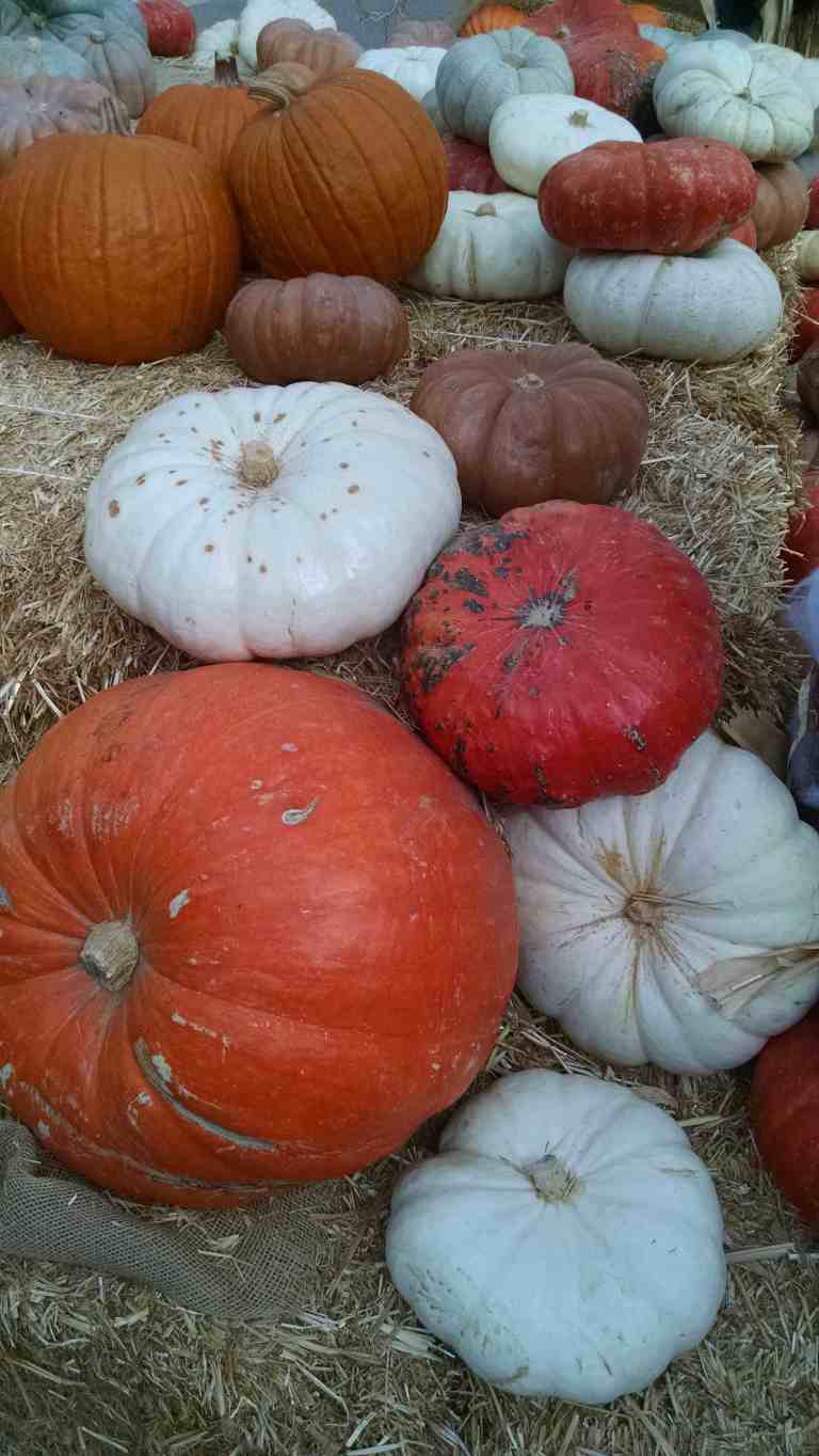 01_2015-10-17 13.16.16_lr