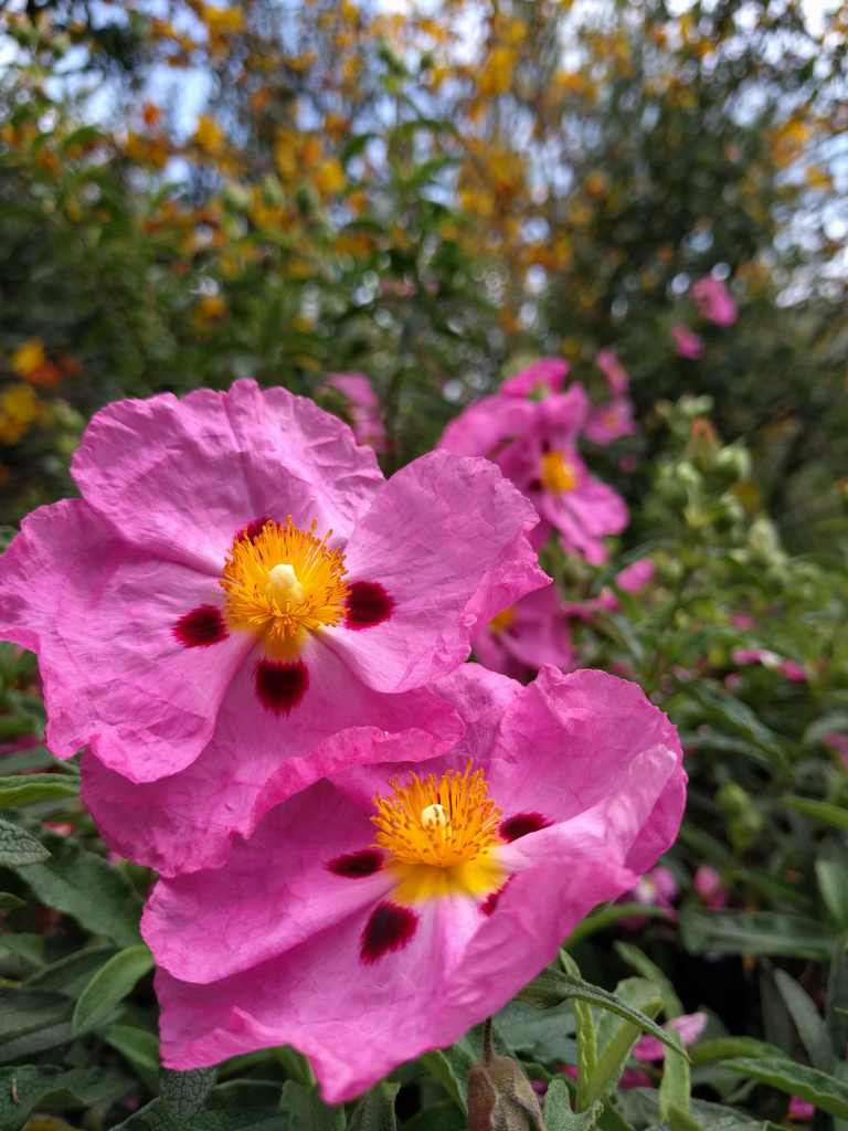 2016-03-28 14.20.44_lr