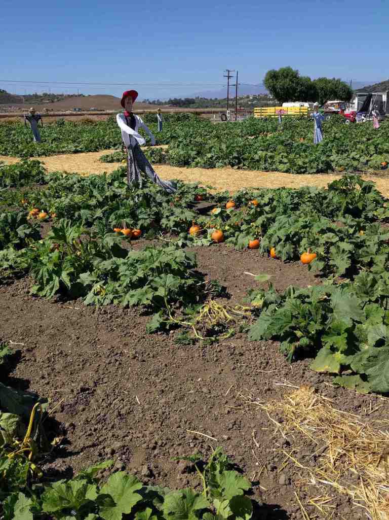 2016-10-03-13-51-01_lr