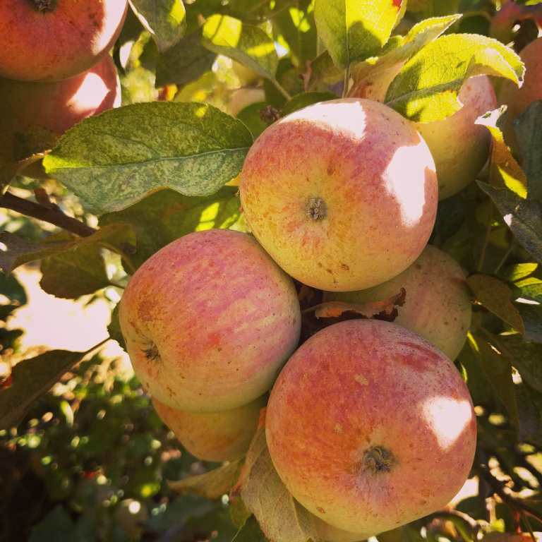 2016-10-08_123835_ig_lr