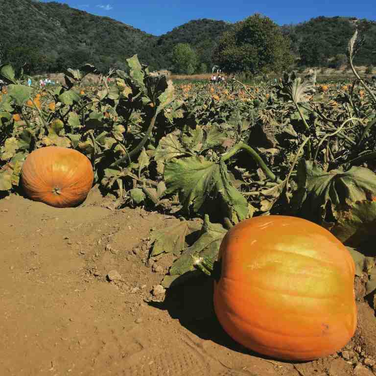 2016-10-08_160307_ig_lr