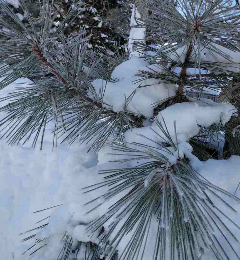 2017-01-16-09-28-34_lr